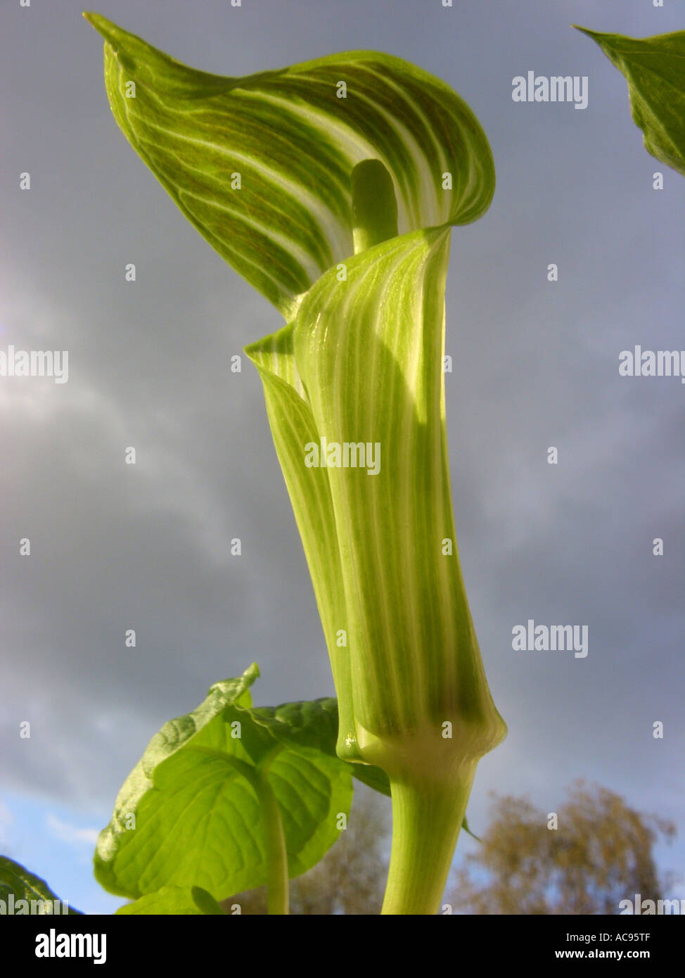 Indian turnip, Jack-in-the-pulpit, Jack in the pulpit (Arisaema triphyllum), inflorescence in the evening sun Stock Photo