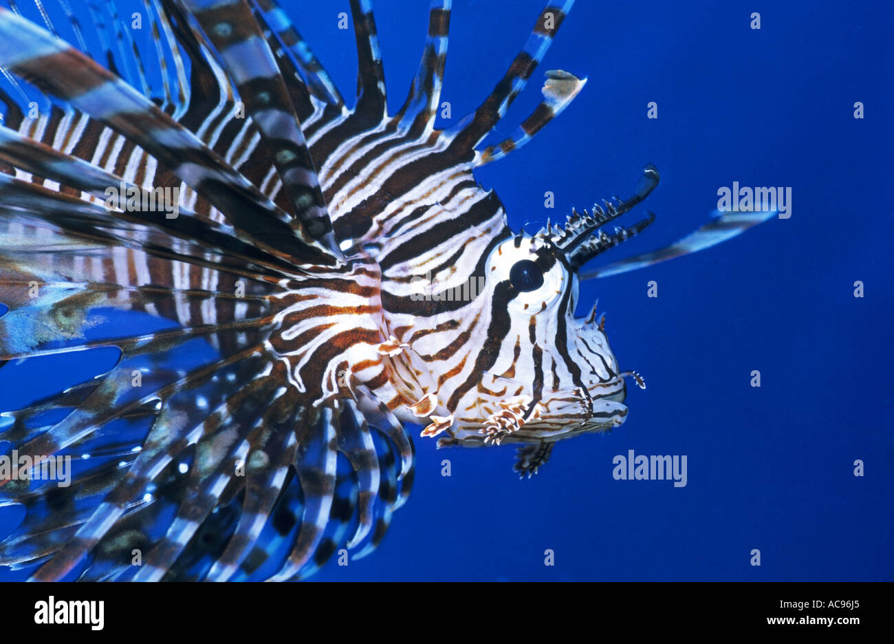 red firefish, lionfish, devil firefish, fireworkfish, red lionfish (Pterois volitans), portrait, Indonesia Stock Photo