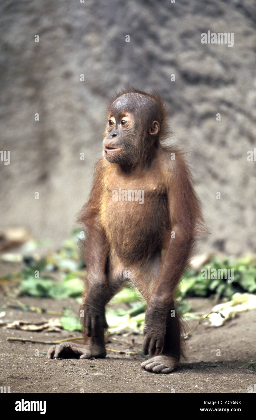 Pygmaeus Animals Sumatran orangutan (Pongo pygmaeus abelii), young animal Stock Photo ...