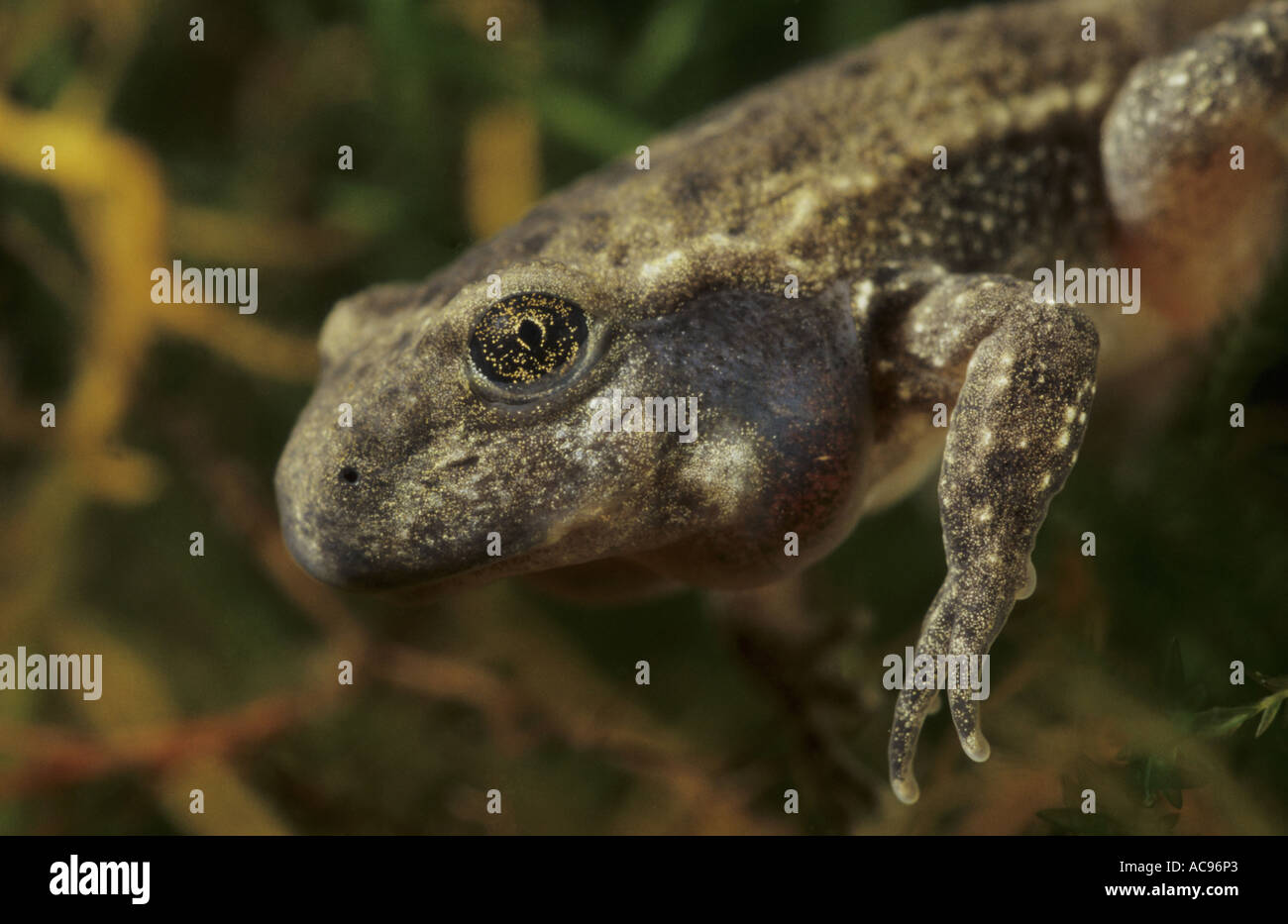 midwife toad (Alytes obstetricans), juvenile in metamorphose, Germany ...