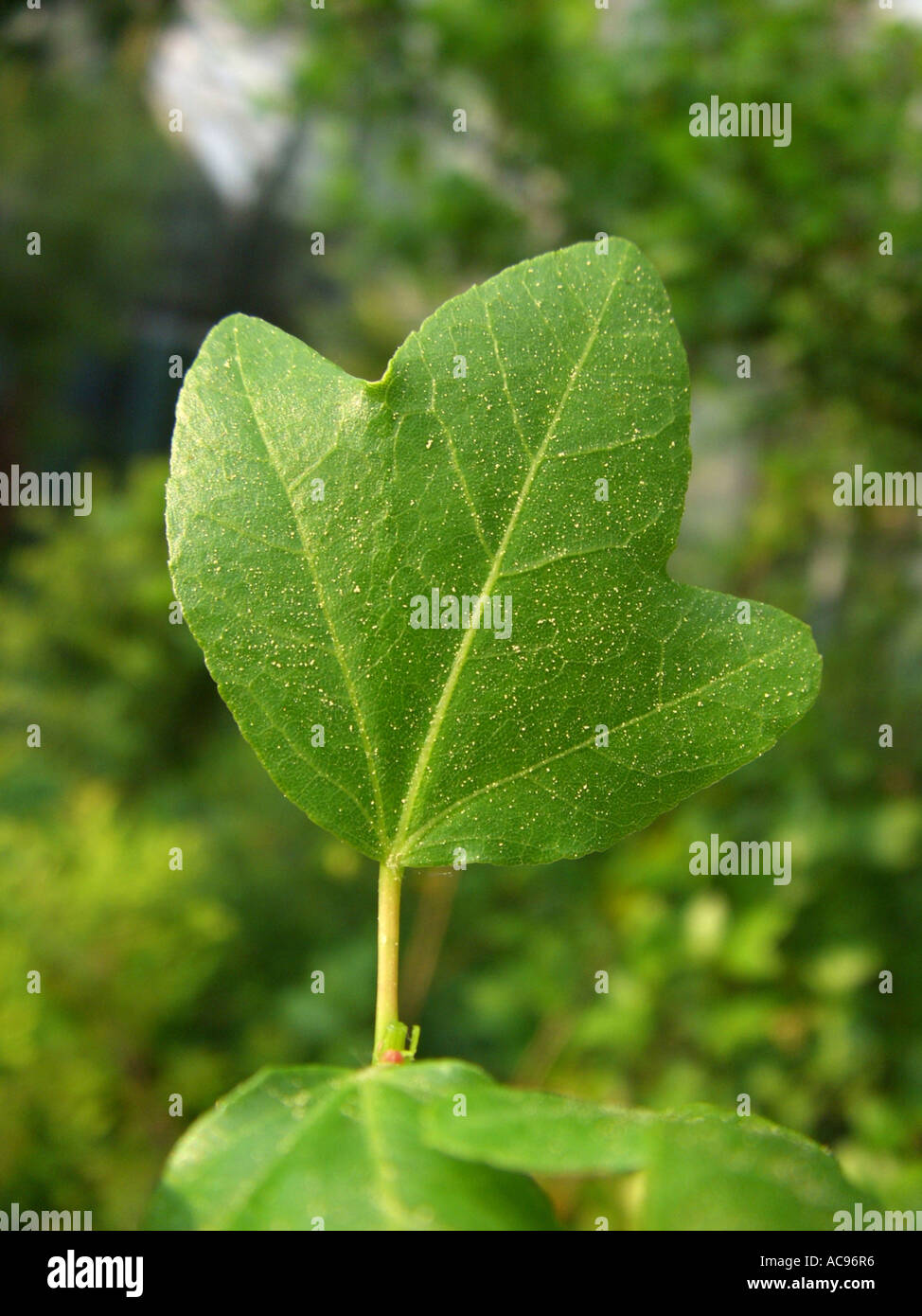 Cretan Marple (Acer sempervirens), leaf Stock Photo