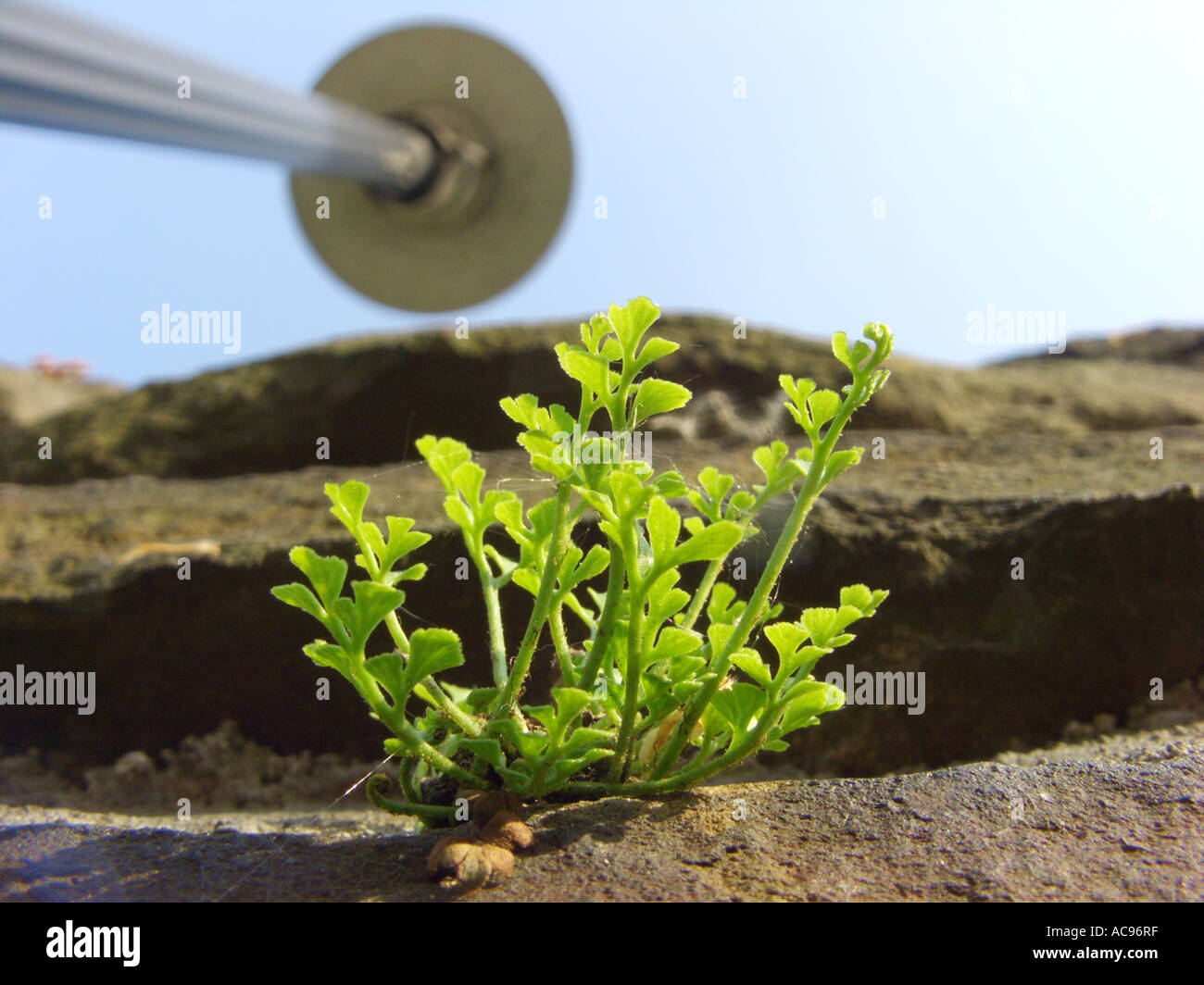 wallrue spleenwort (Asplenium ruta-muraria), plant in a wall, with a street lamp Stock Photo