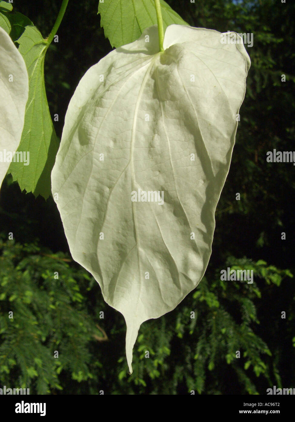 pocket-handkerchief tree (Davidia involucrata), inflorescence, spathe Stock Photo