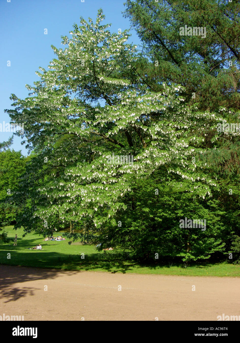 pocket-handkerchief tree (Davidia involucrata), blooming tree in a park Stock Photo