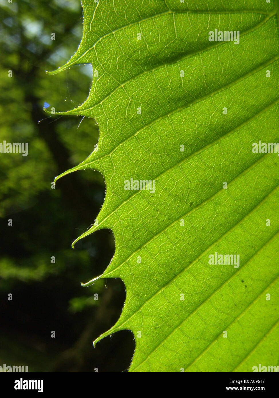 Spanish chestnut, sweet chestnut (Castanea sativa), margin of a young leaf in backlight Stock Photo