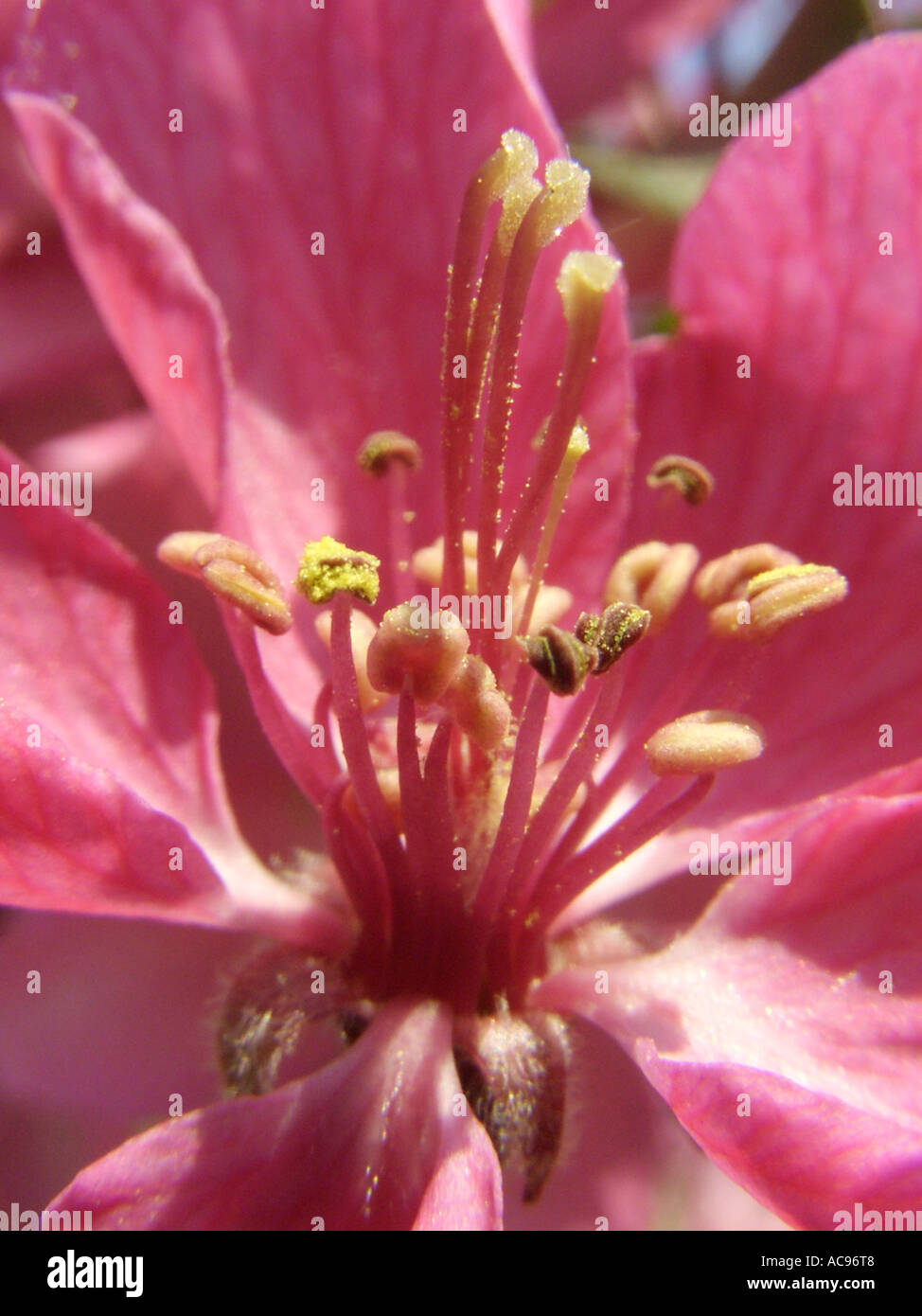 Eley Crabapple (Malus x purpurea (Malus purpurea)), flower details, stamina and stigmas Stock Photo