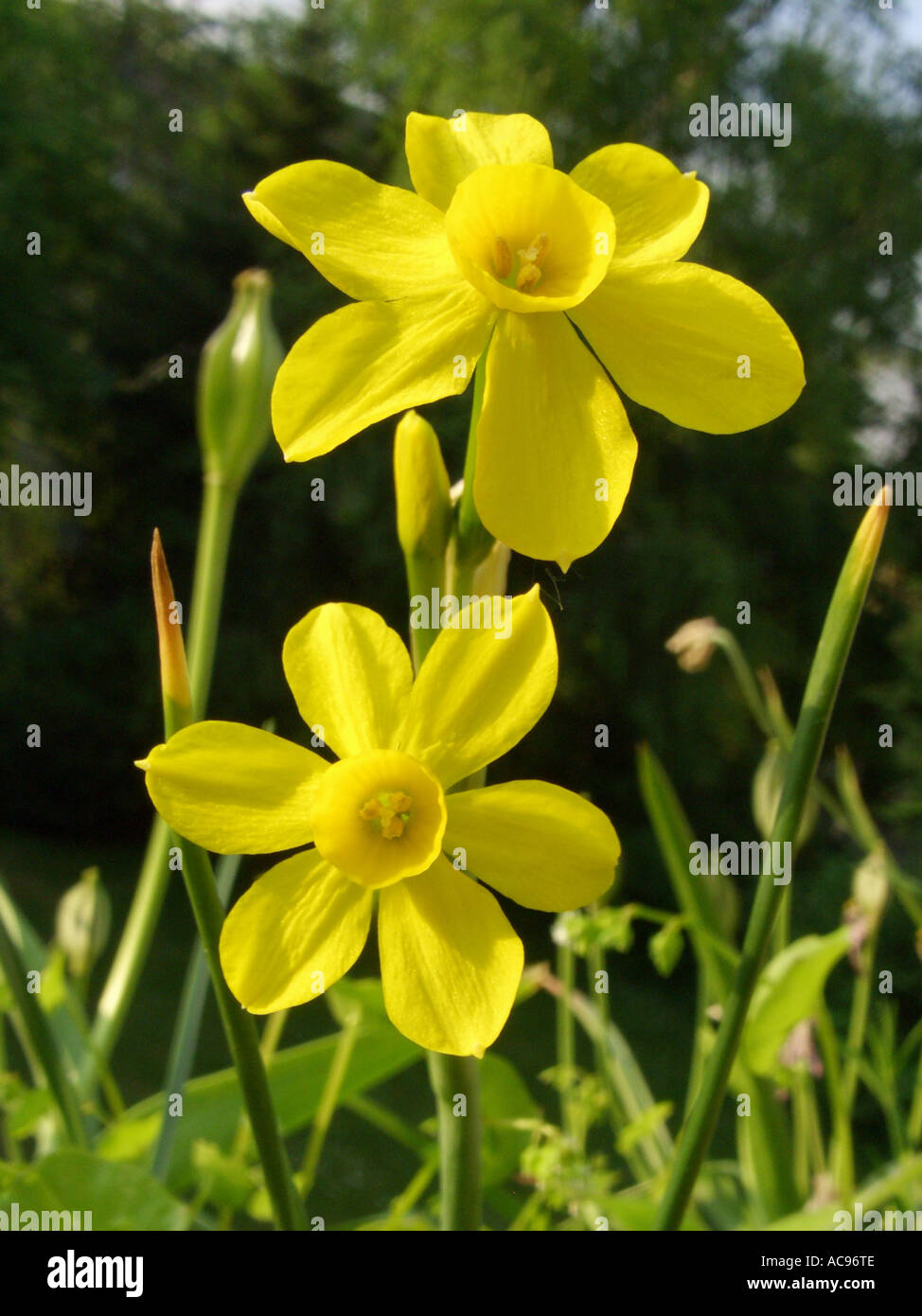 jonquil (Narcissus jonquilla), cv. Baby Moon flowers Stock Photo Alamy