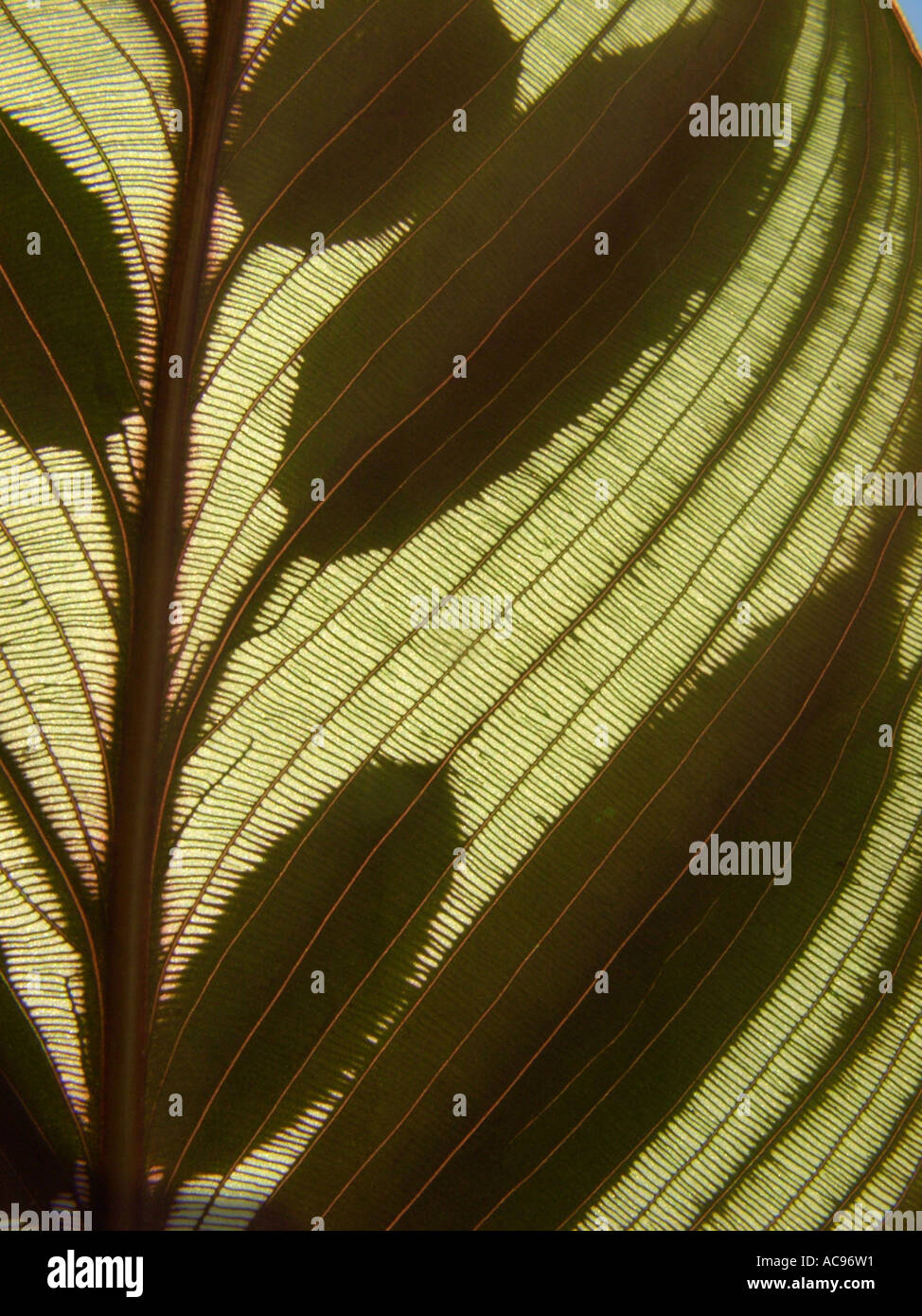 Peacock Plant (Calathea makoyana), part of a leaf in backlight Stock Photo