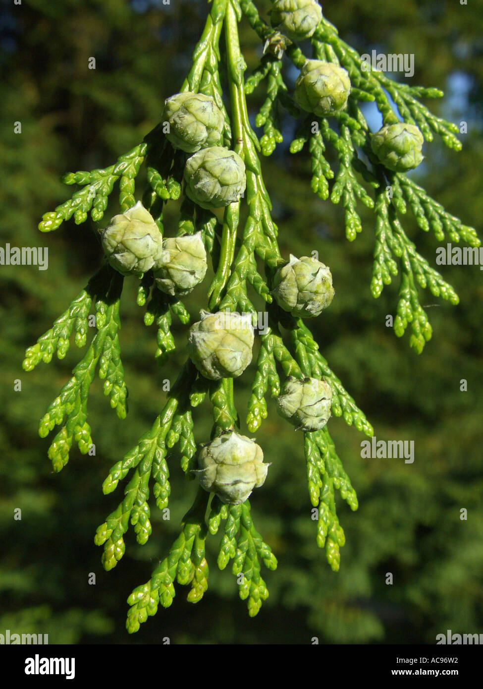 Lawson cypress, Port Orford cedar (Chamaecyparis lawsoniana), twig with young cones Stock Photo