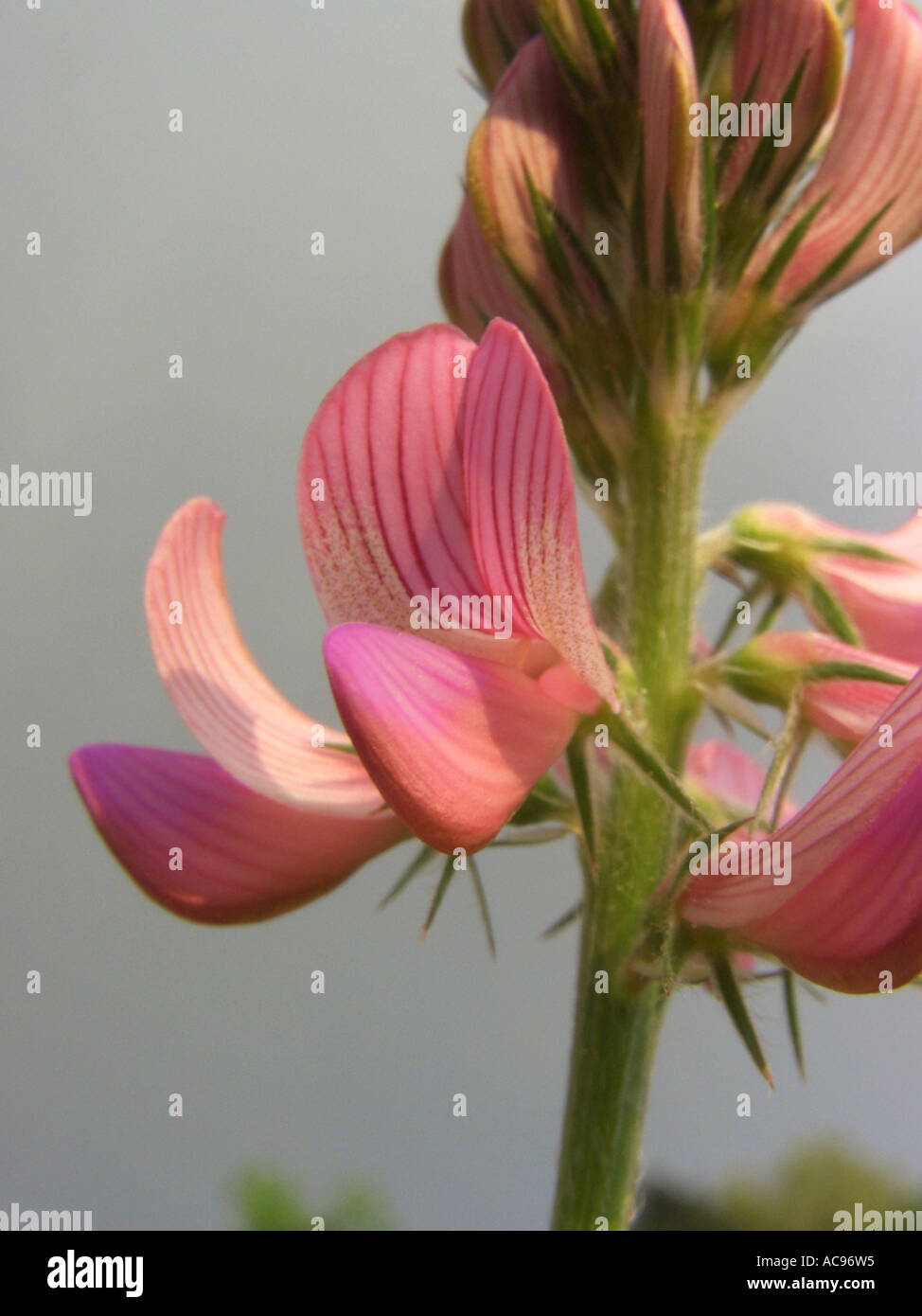 common sainfoin (Onobrychis viciifolia), flowers Stock Photo