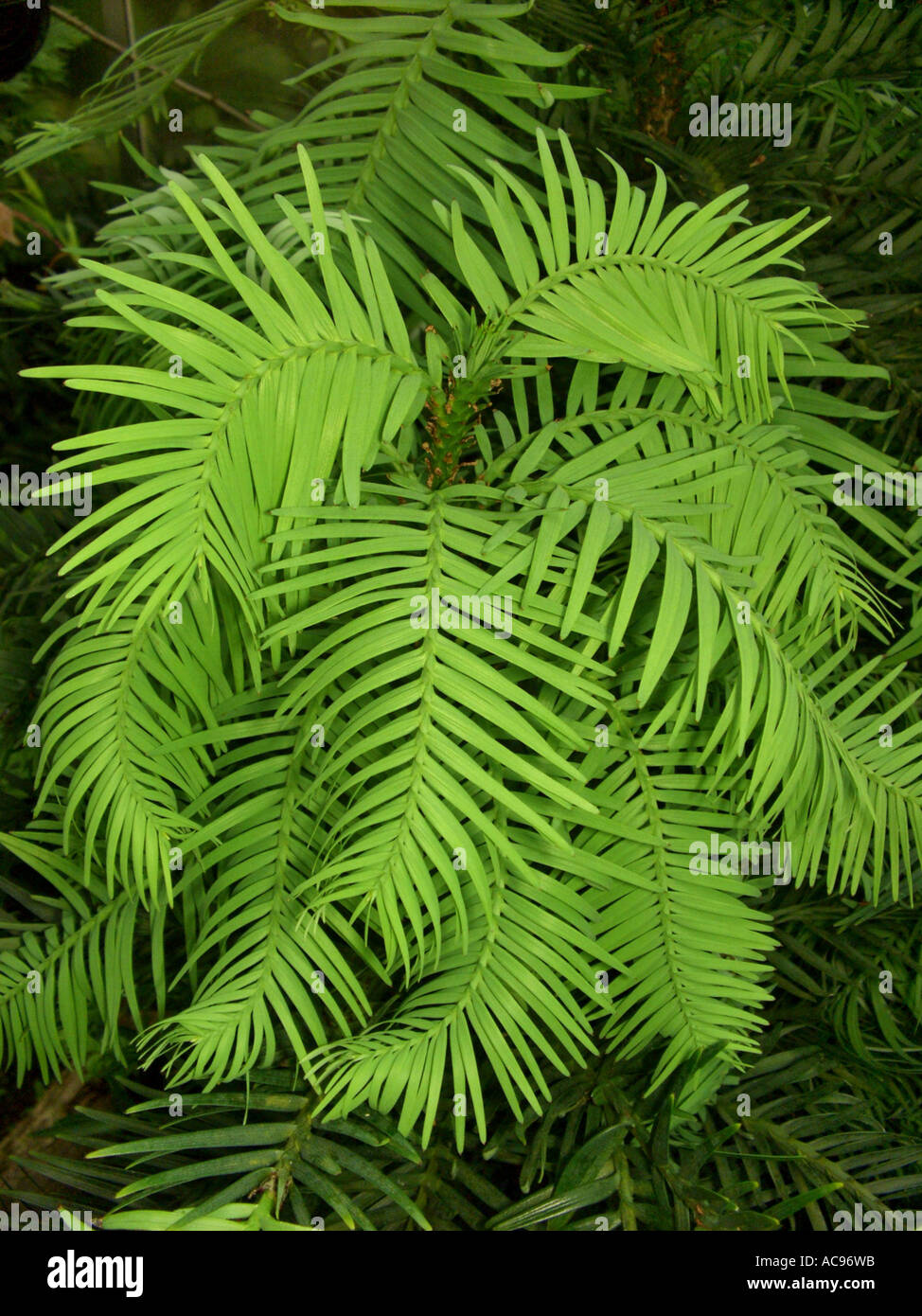 Wollemi Pine (Wollemia nobilis), living fossil, one of the rarest plants of the world, distribution: Australia near Sydney (Blu Stock Photo