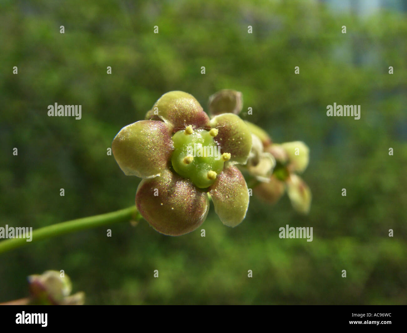 spindle tree (Euonymus oxyphyllus), flower Stock Photo