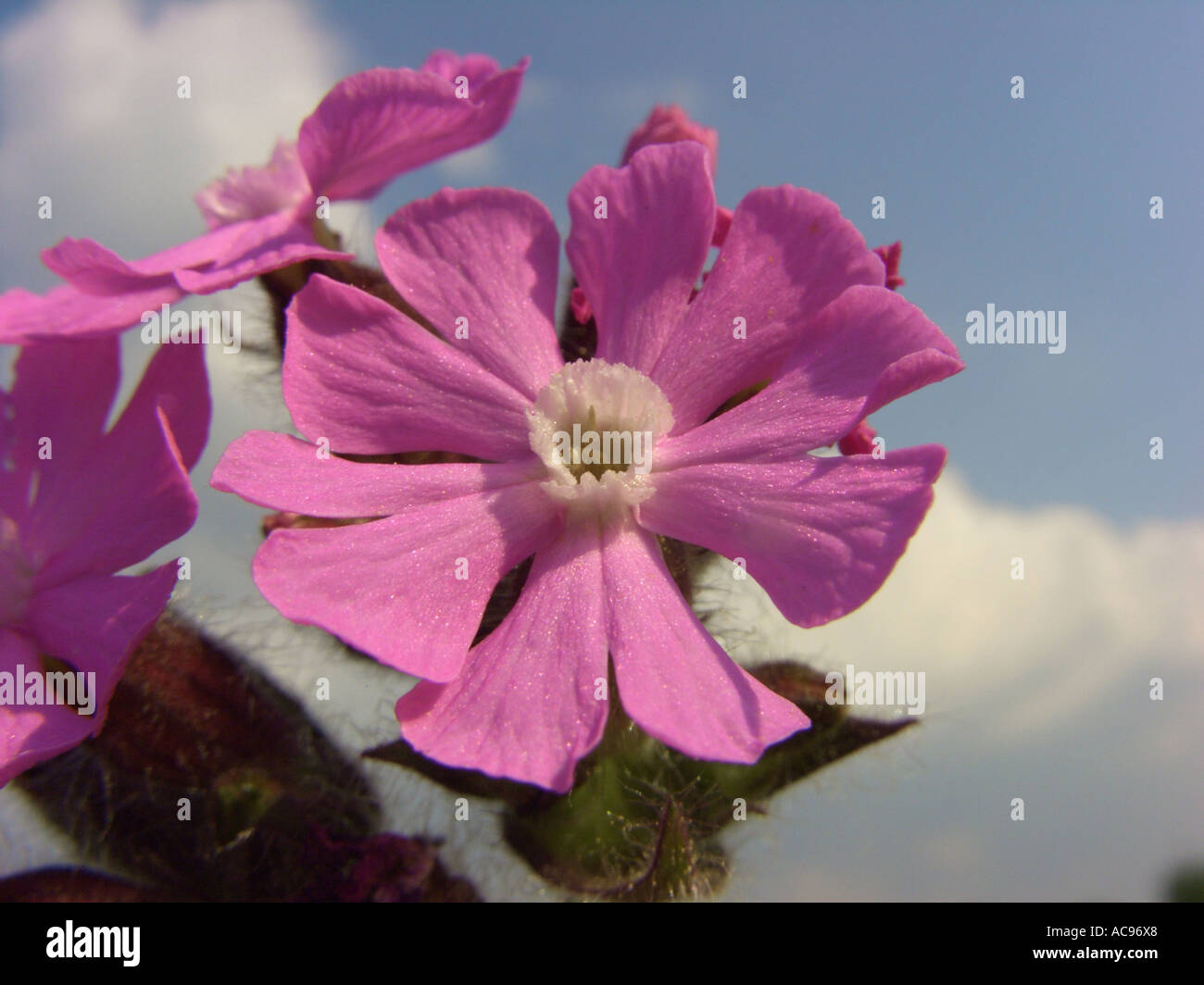 red campion (Silene dioica), flower Stock Photo