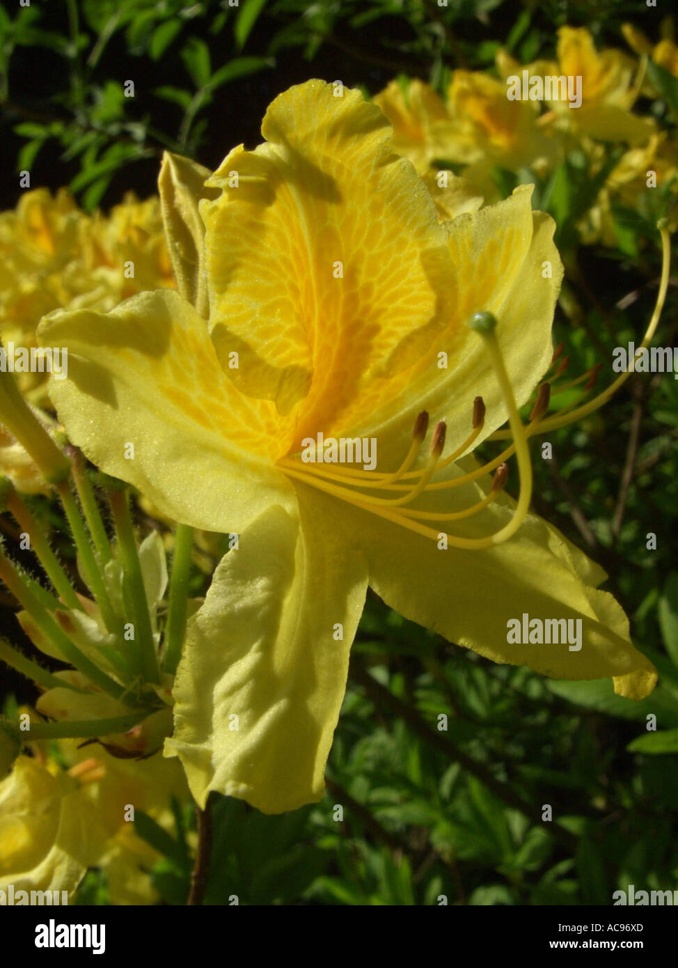 Yellow Azalea (Rhododendron luteum, Rhododendron flavum, Azalea pontica), flower Stock Photo