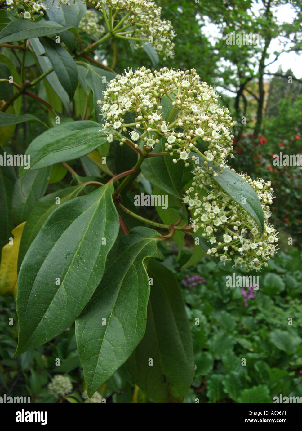 David Viburnum, Evergreen Vivurnum (Viburnum davidii), inflorescence Stock Photo