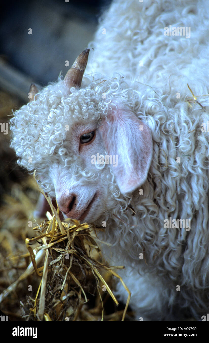 Angora Goat Kid Stock Photo Alamy