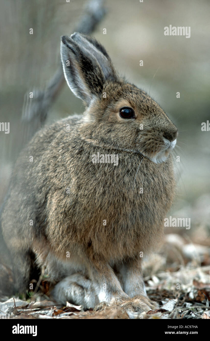 snowshoe hare, varying hare (Lepus americanus), changing from summer