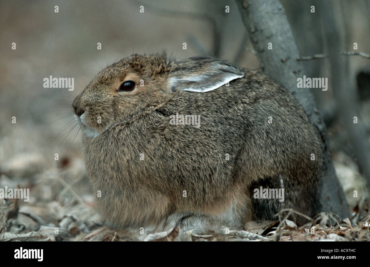 snowshoe hare, varying hare (Lepus americanus), changing from summer