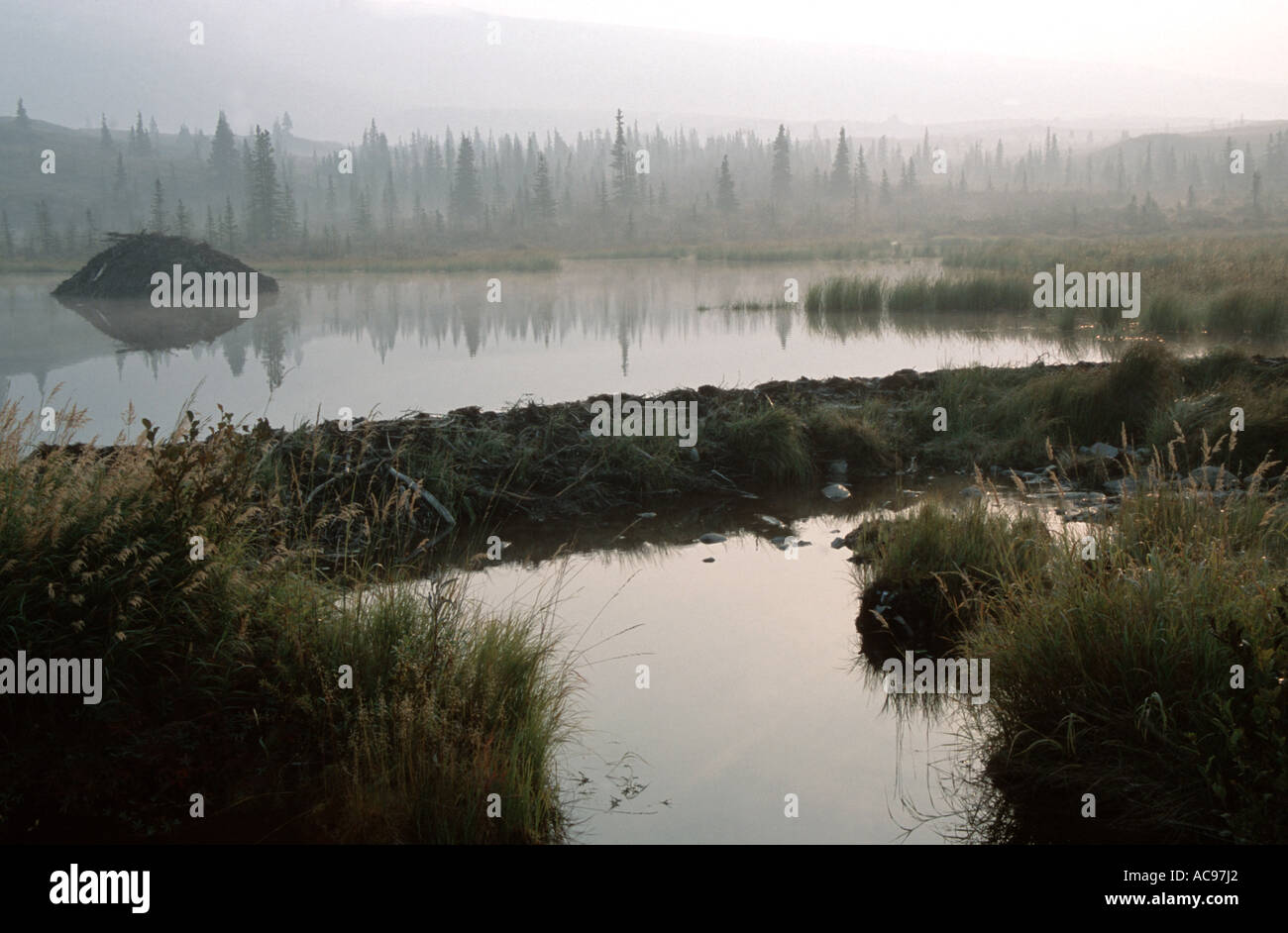 North American Beaver (Castor fiber canadensis), beaverdam, beaverbank