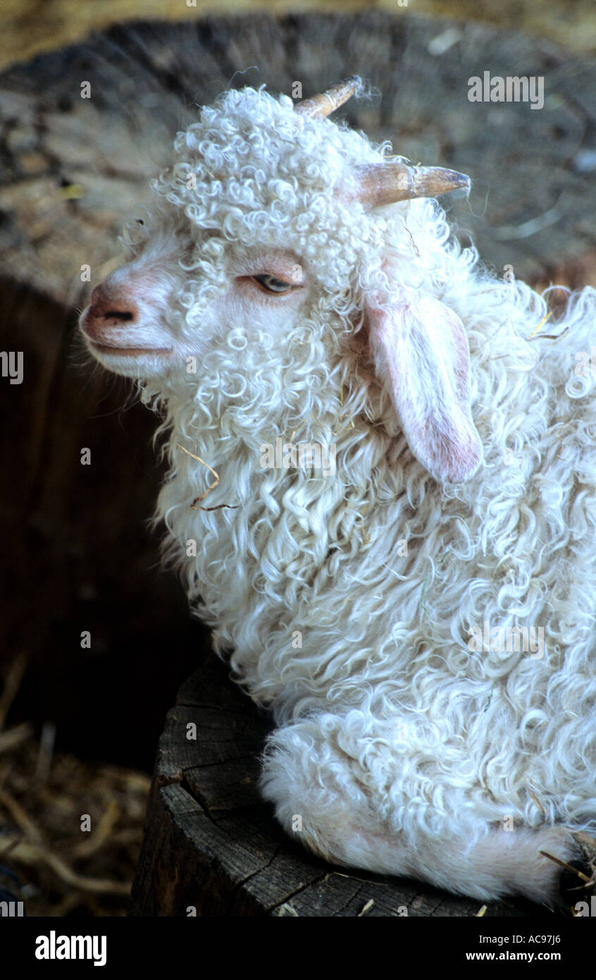 Angora goat kid hires stock photography and images Alamy