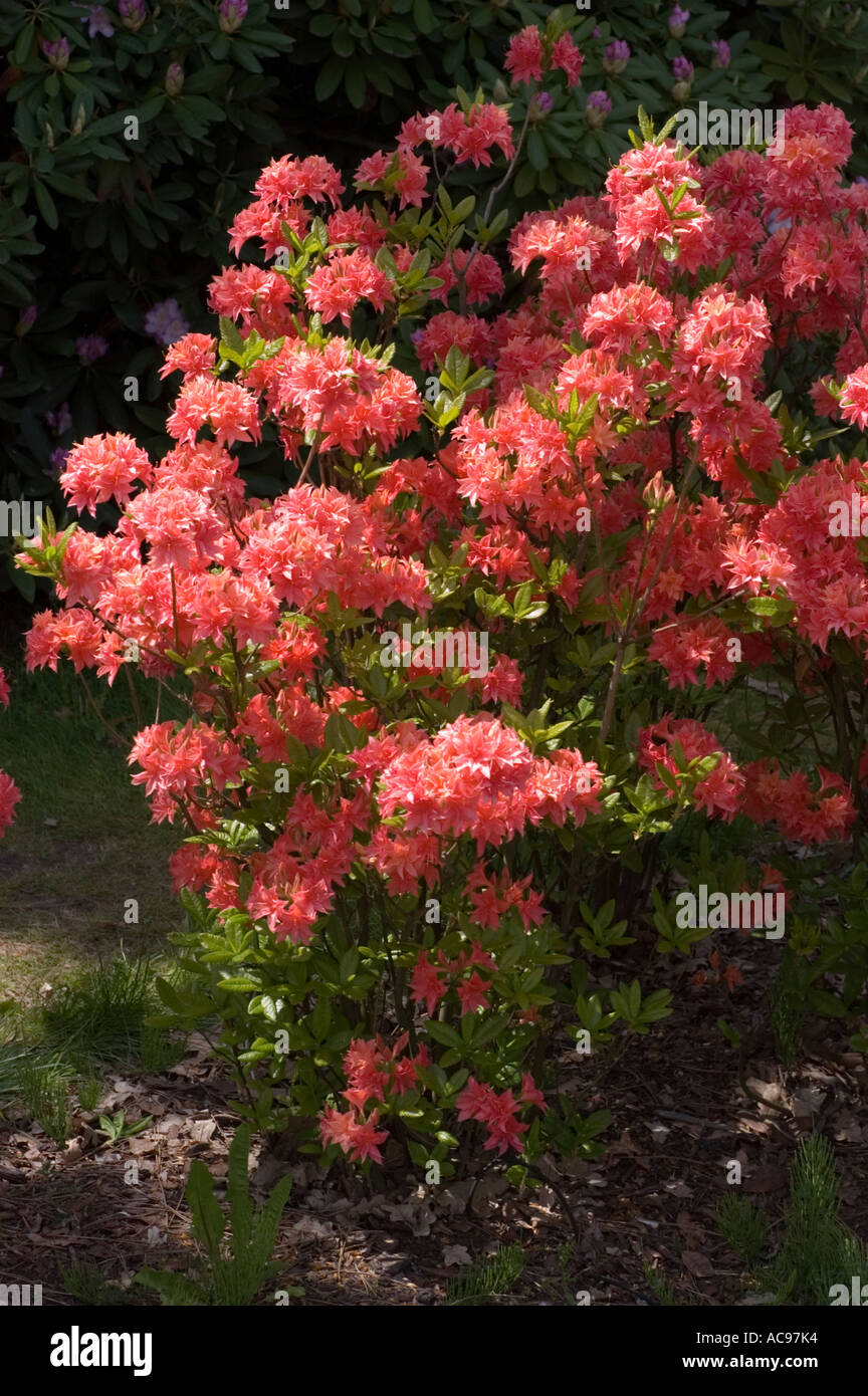 Red azalea flowers Ericaceae Rhododendron Norma Stock Photo