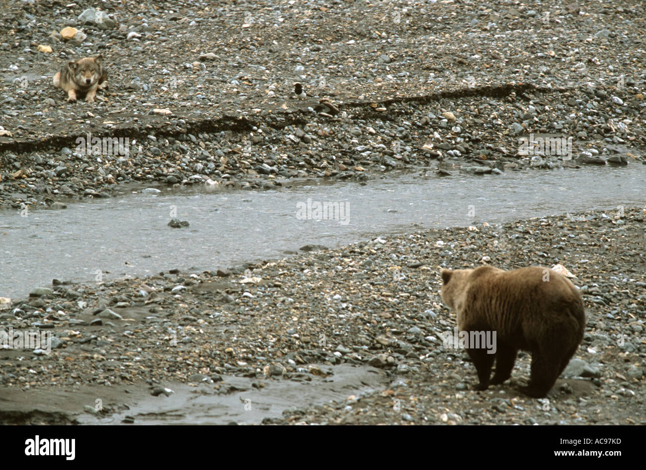 wolf, timberwolf, grizzly-bear (Canis lupus, Ursus arctos horribilis), watchful viewing, USA, Alaska Stock Photo