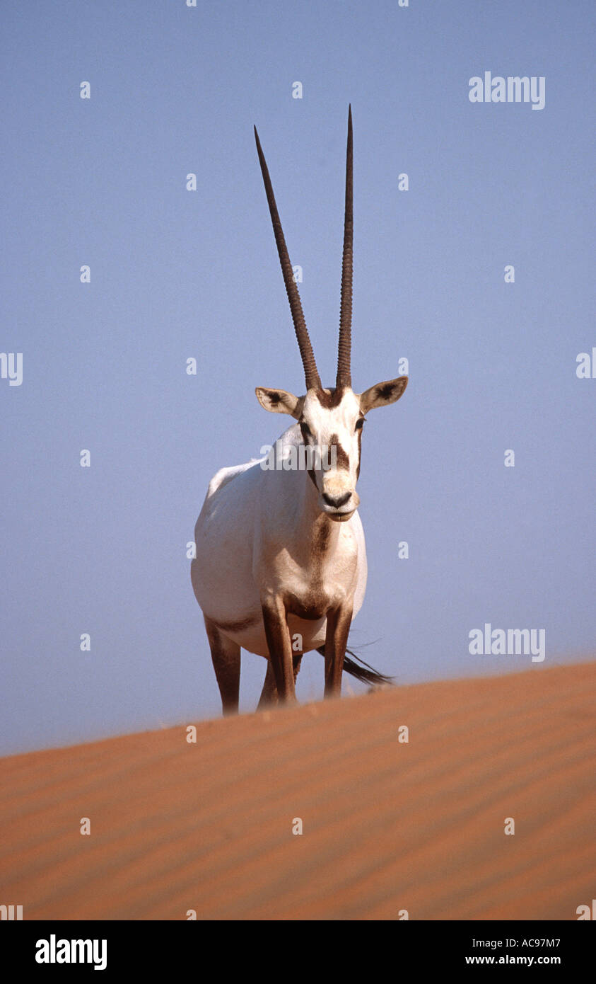 Arabian oryx (Oryx leucoryx), single animal on dune Stock Photo