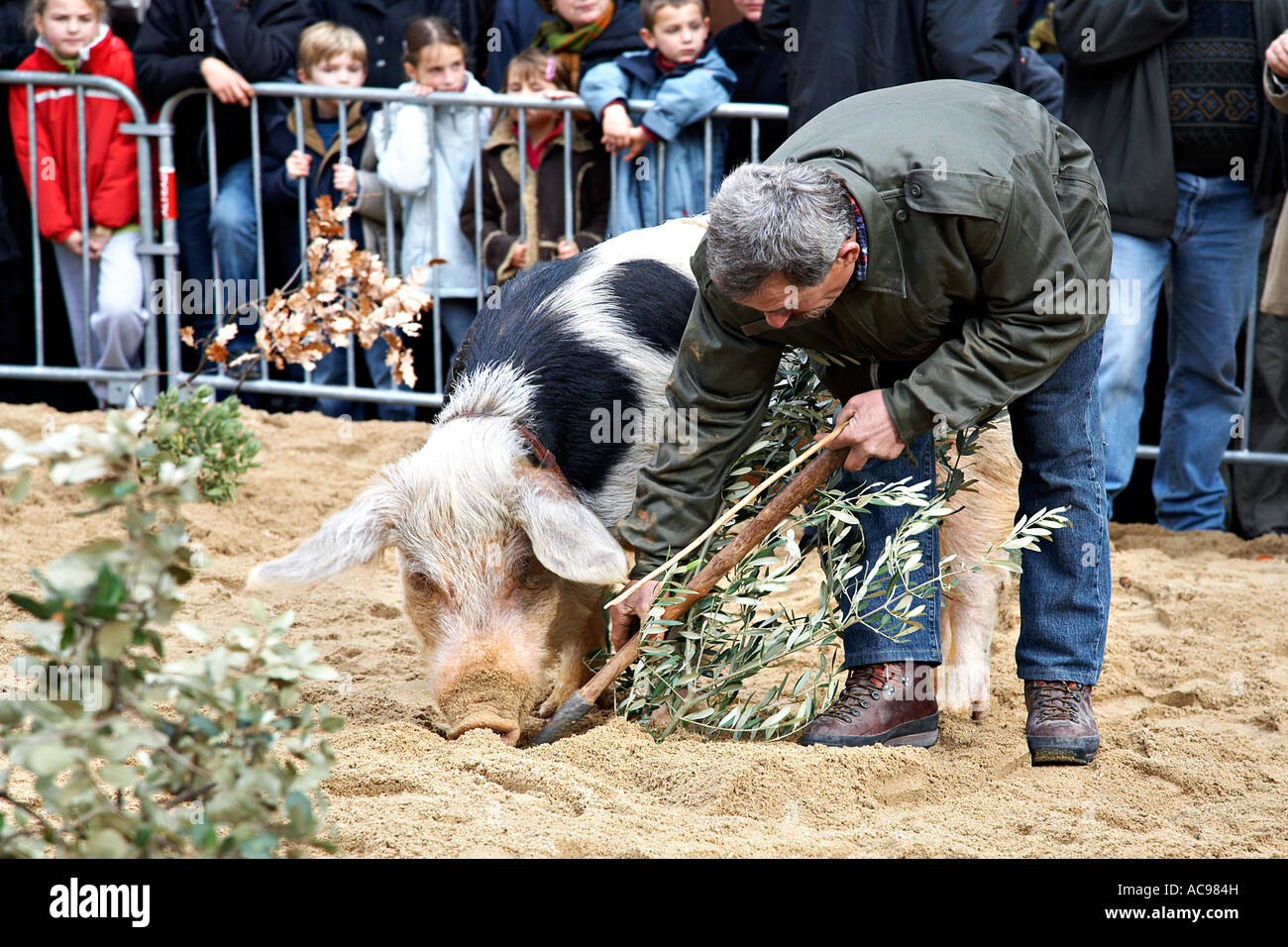 Pig truffle hunting hires stock photography and images Alamy