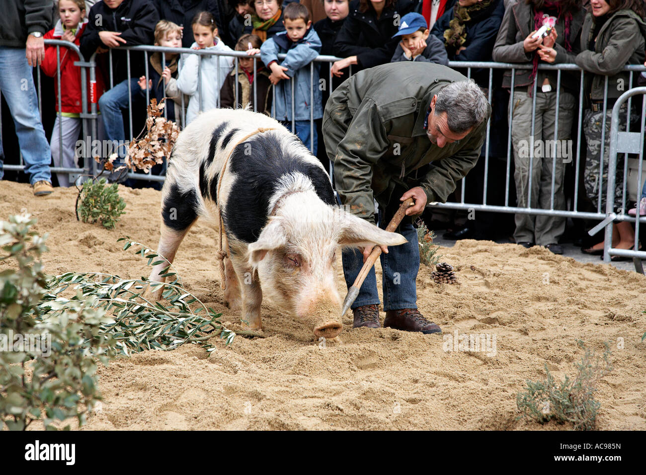 Truffle festival in Uzes, France. A show with a pig hunting for