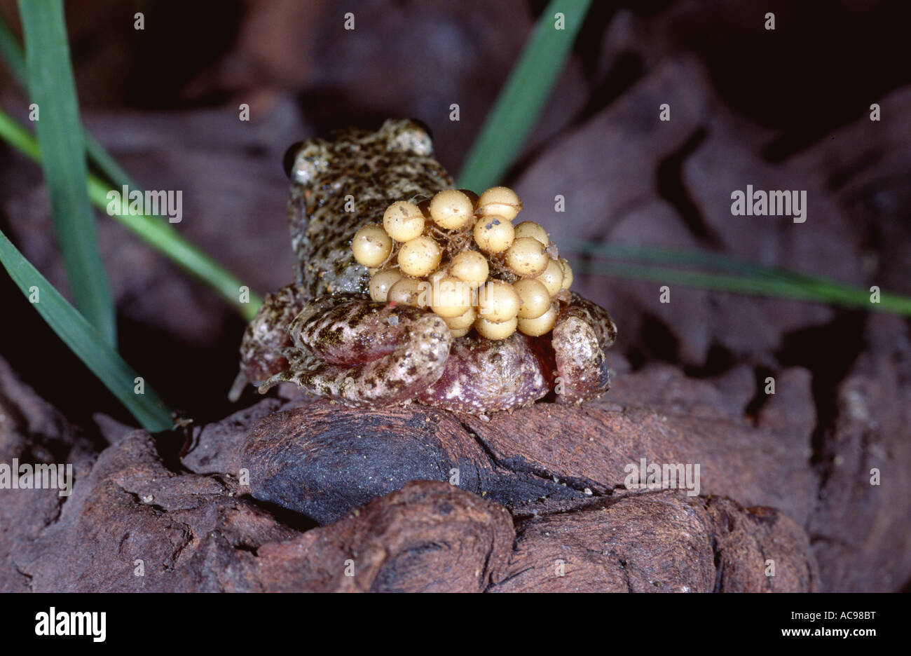 Midwife toad spain hi-res stock photography and images - Alamy