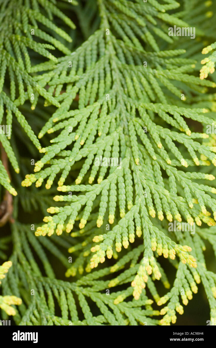 Arborvitae thuja occidentalis hi-res stock photography and images - Alamy