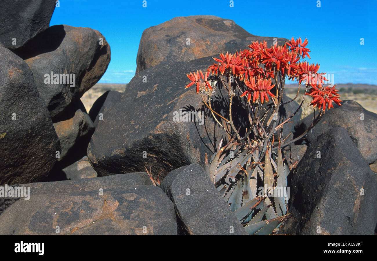 Aloe species aloe spec hi-res stock photography and images - Alamy
