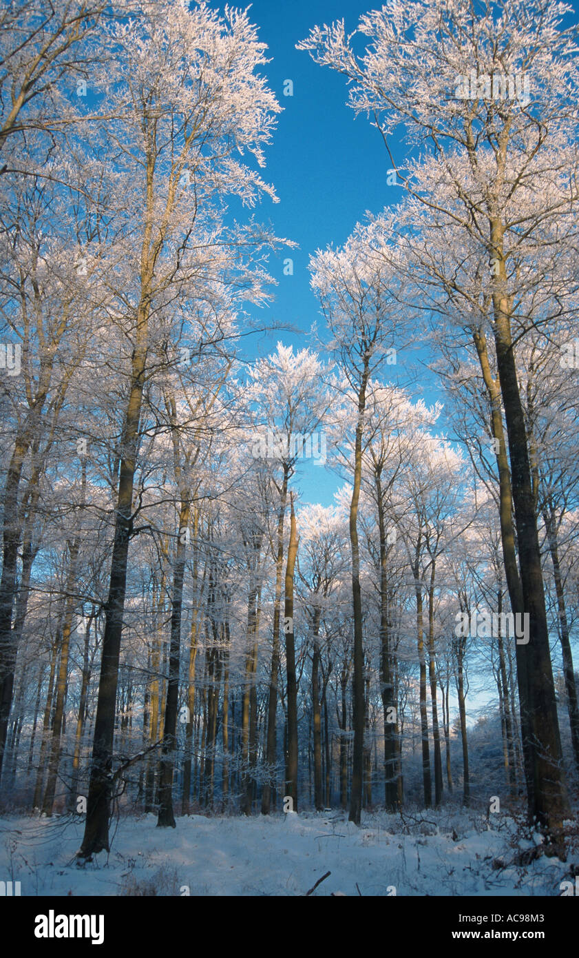forest in roar frost Stock Photo