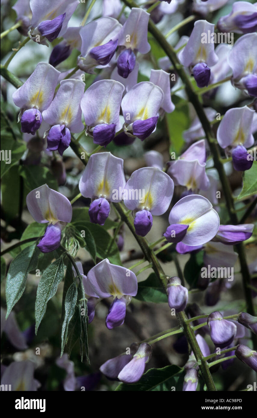 Wisteria sinensis syn. W. chinenis ( Chinese wisteria ) bi colour purple and white Stock Photo