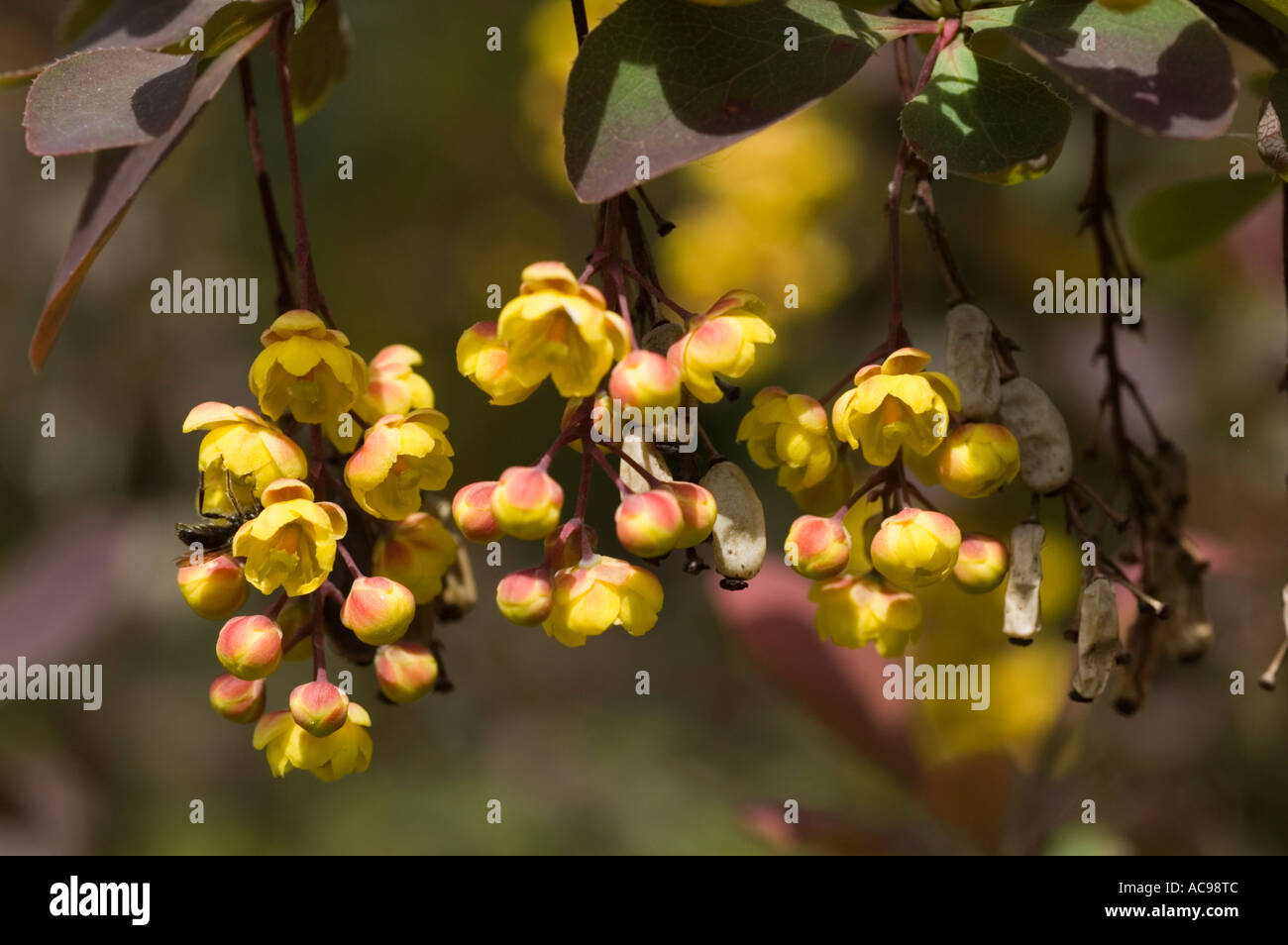 Yellow fruits of Berberidaaceae Berberis x media Red Jewel Stock Photo