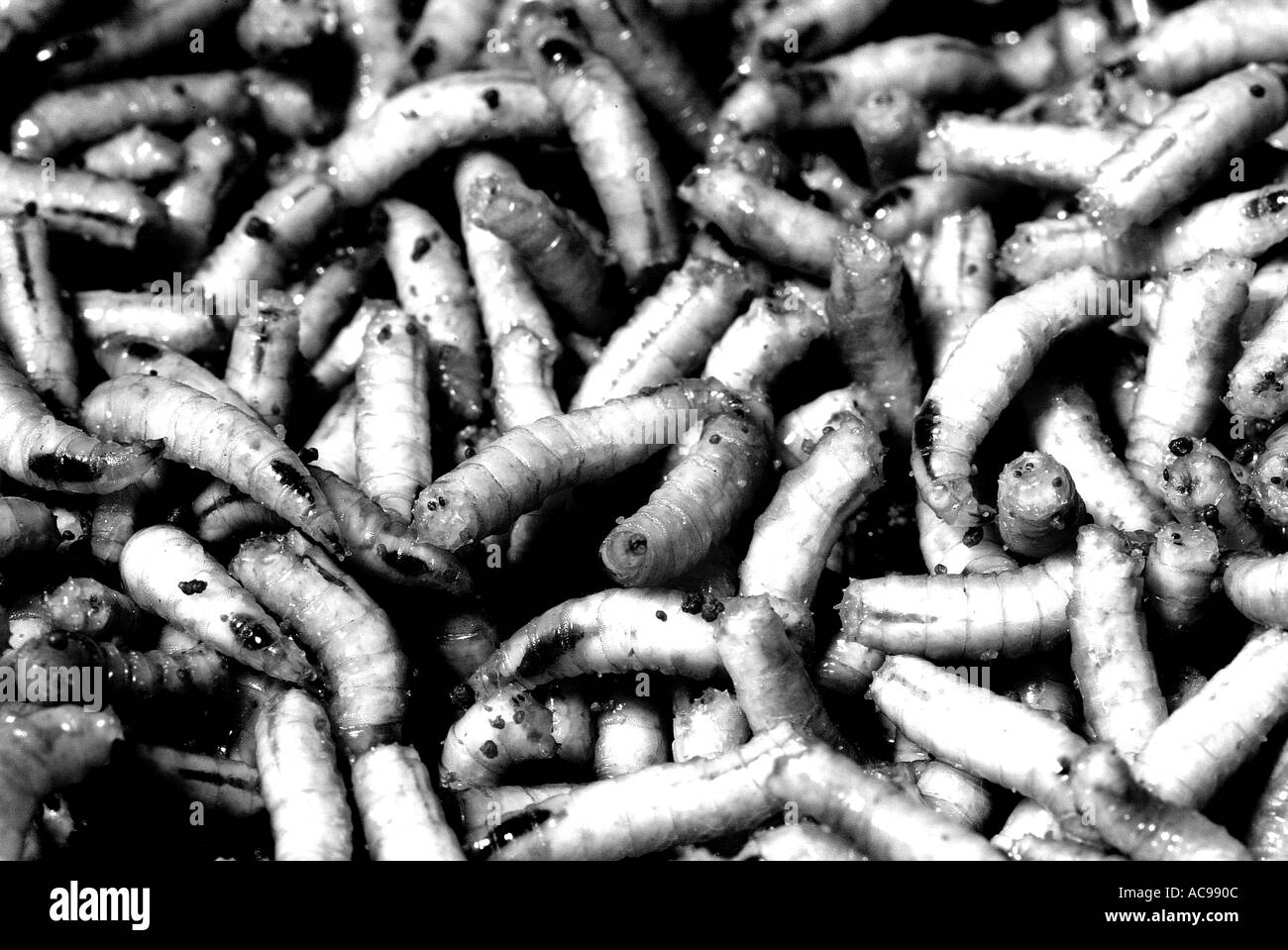 Maggots black and white Stock Photo