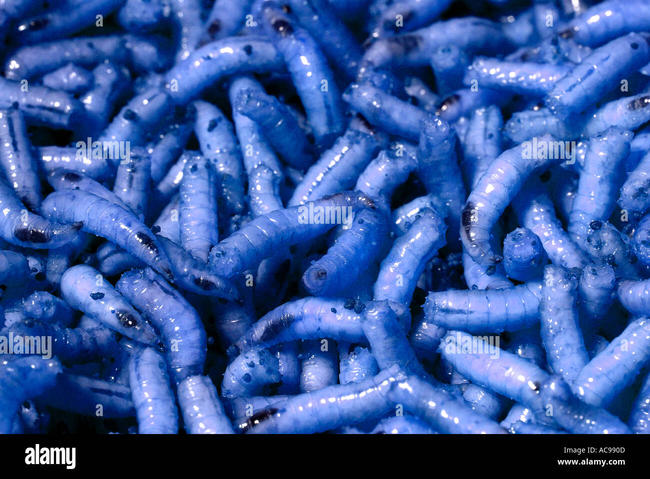Maggots blue Stock Photo