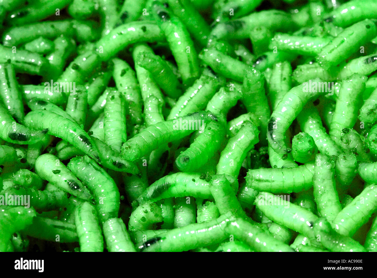 Maggots green Stock Photo