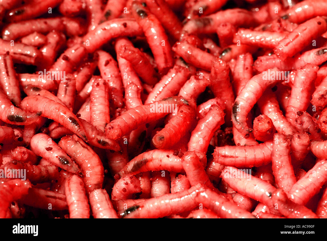 Live Fly Larvae in the Red Plastic Plate As Bait for Catching Fish. the  Maggots for Fishing Against Background Stock Image - Image of illucens, live:  254845923