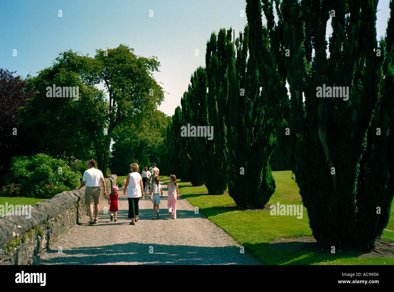A fine line of Irish Yew trees lining a walk in the park of the stately home Ardgillan, north County Dublin, Ireland Stock Photo