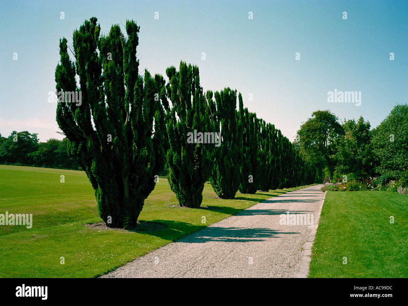 A fine line of Irish Yew trees line a walk in the park of the stately home of Ardgillan castle, north County Dublin, Ireland Stock Photo