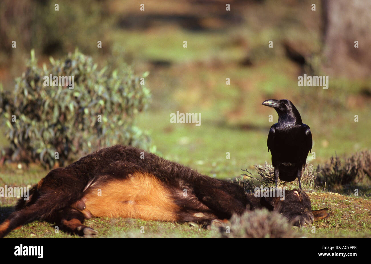 Raven Corvas corax scavenging dead goat Spain Stock Photo