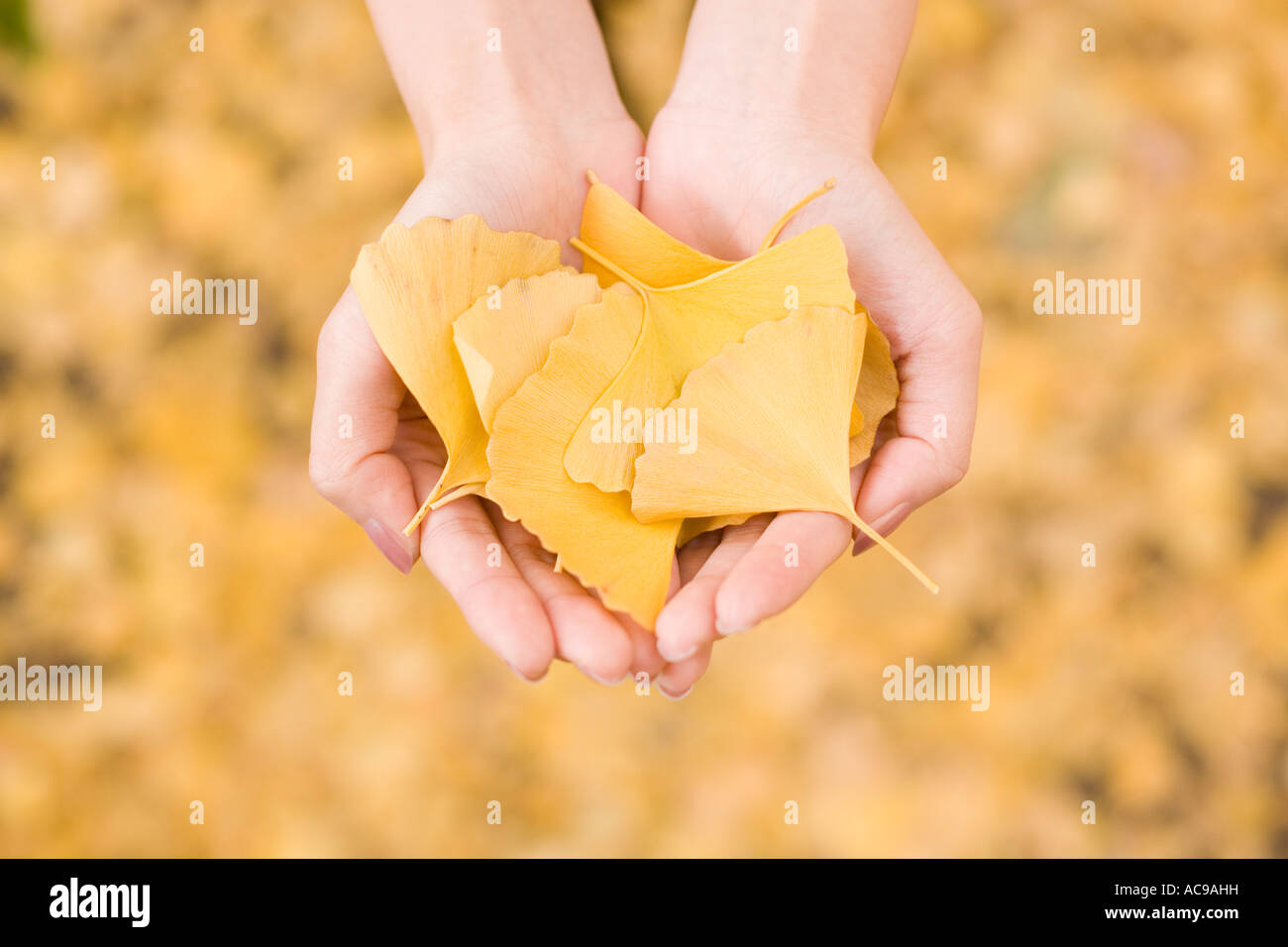 Leaves young hi-res stock photography and images - Alamy