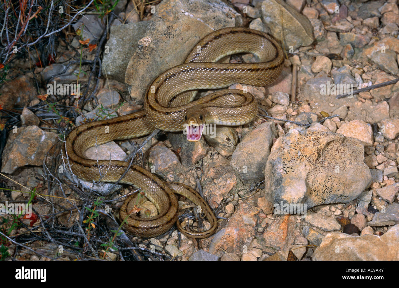 Ladder snake in defensive posture Elaphe scalaris Alicante Spain Stock
