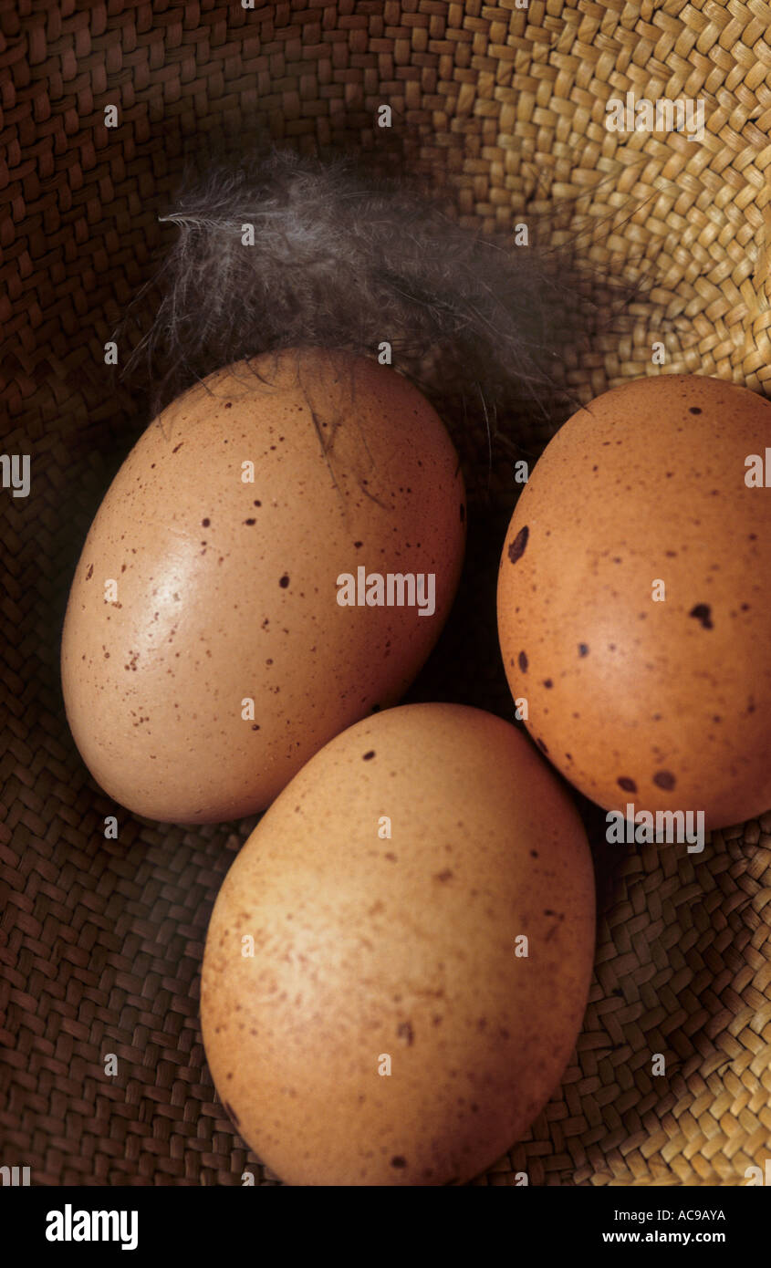 Speckled brown eggs Stock Photo