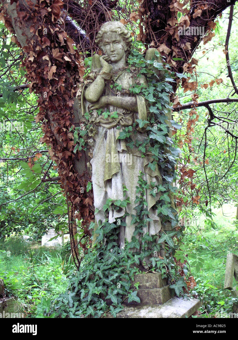 Statue of angel by tree with ivy Highgate Cemetery London Stock Photo