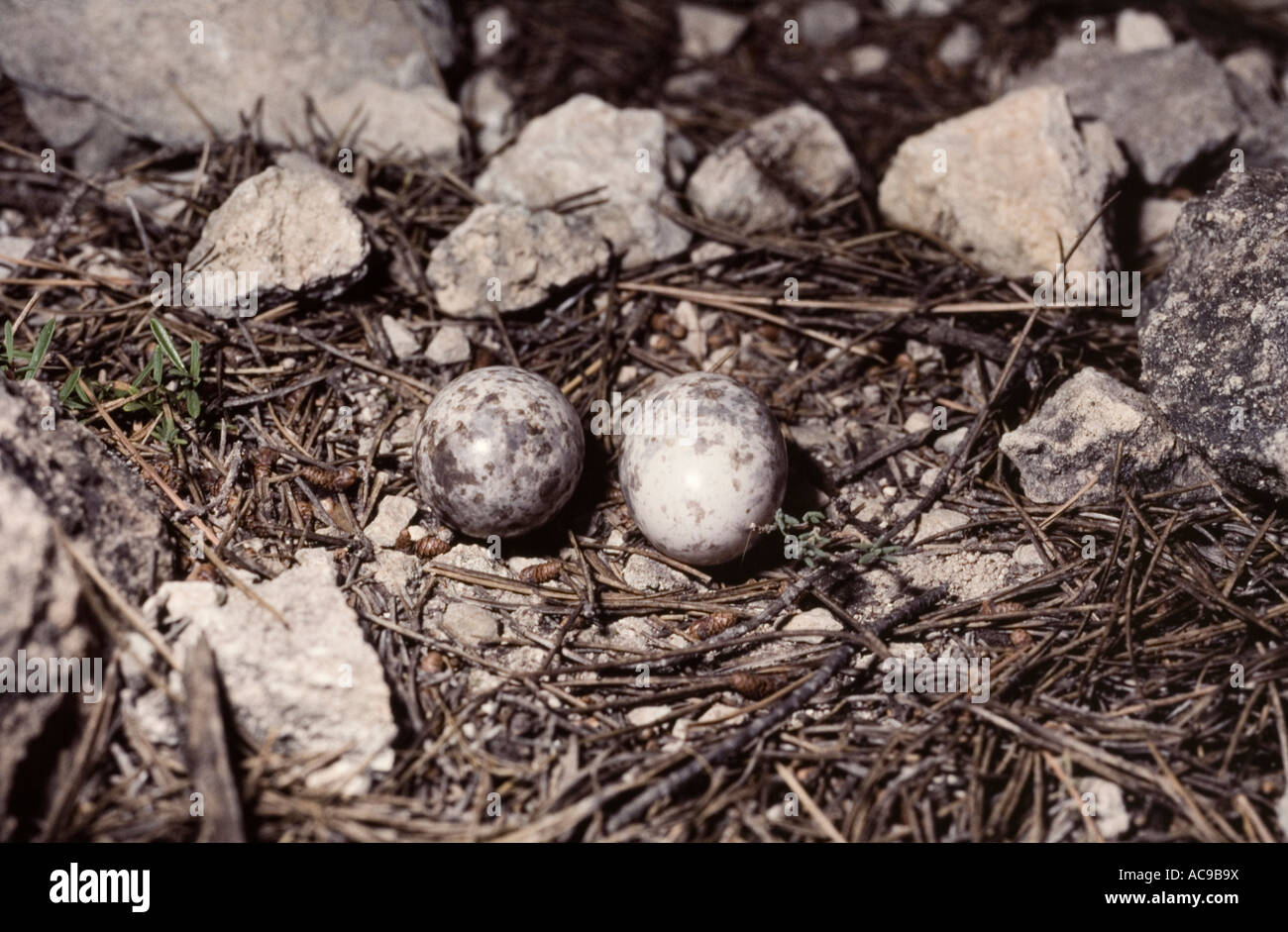 Red necked nightjar eggs in nest Caprimulgus ruficollis Spain