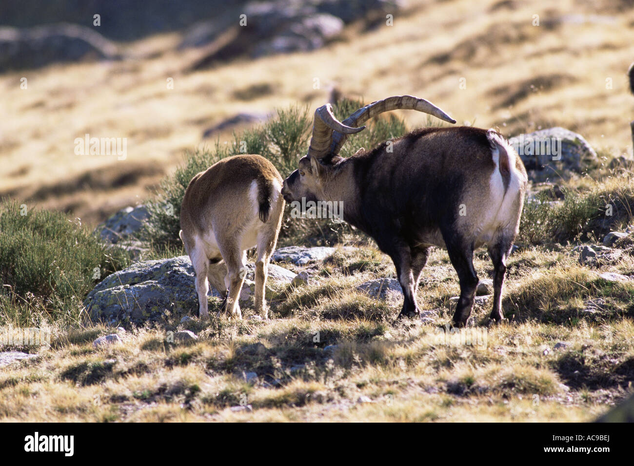 Mating goats hi-res stock photography and images - Alamy