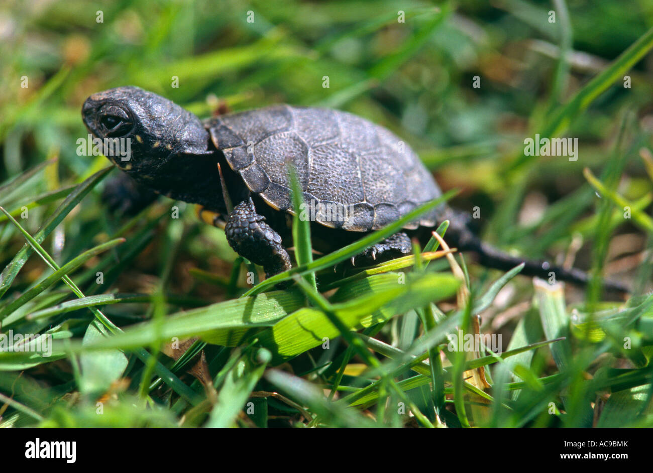 Baby European pond turtle Emys orbicularis France Stock Photo Alamy