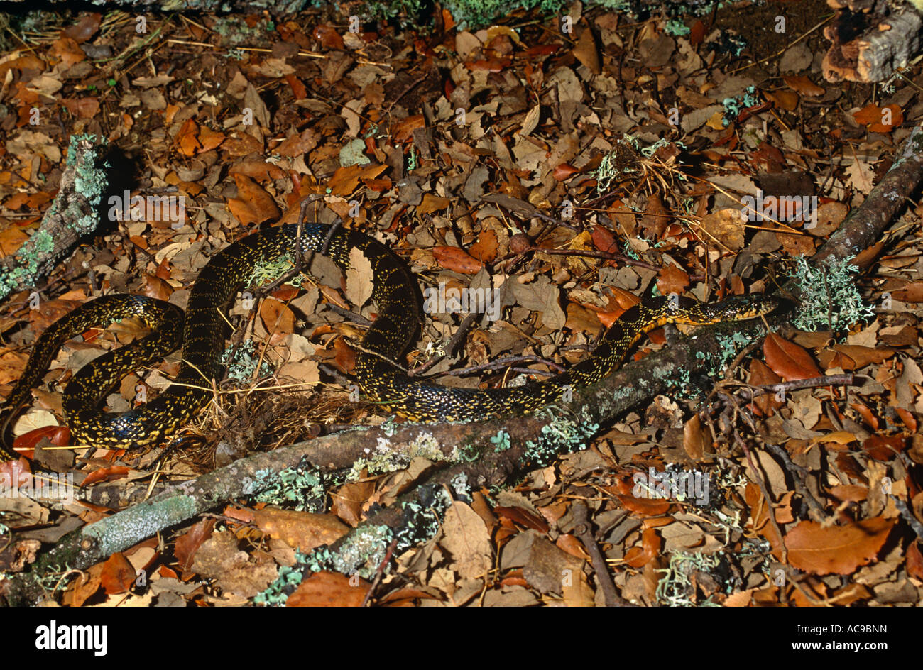Horseshoe whip snake hires stock photography and images Alamy
